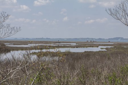 Een moeras landschap aan de baai zijde van de OBX